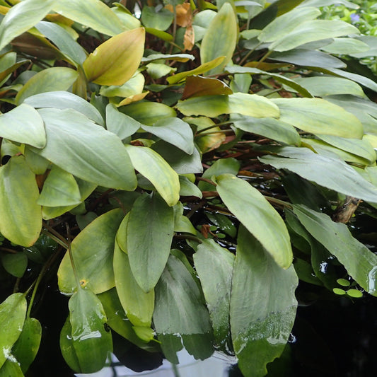 Cryptocoryne becketti growing terrestrially 