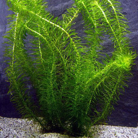 Egeria najas (Guppy Grass)