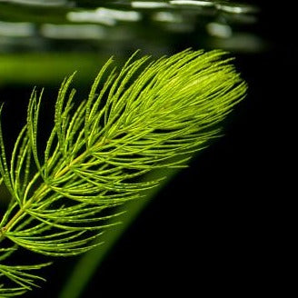 Ceratophyllum demersum - Hornwort