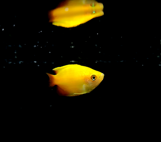 Gold Honey Gourami