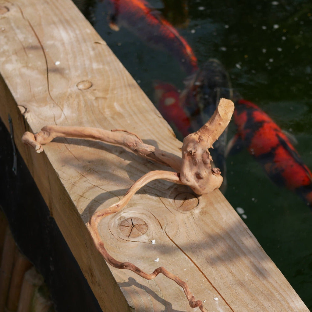 Top Down view of Azalea Root with Koi Carp in the background