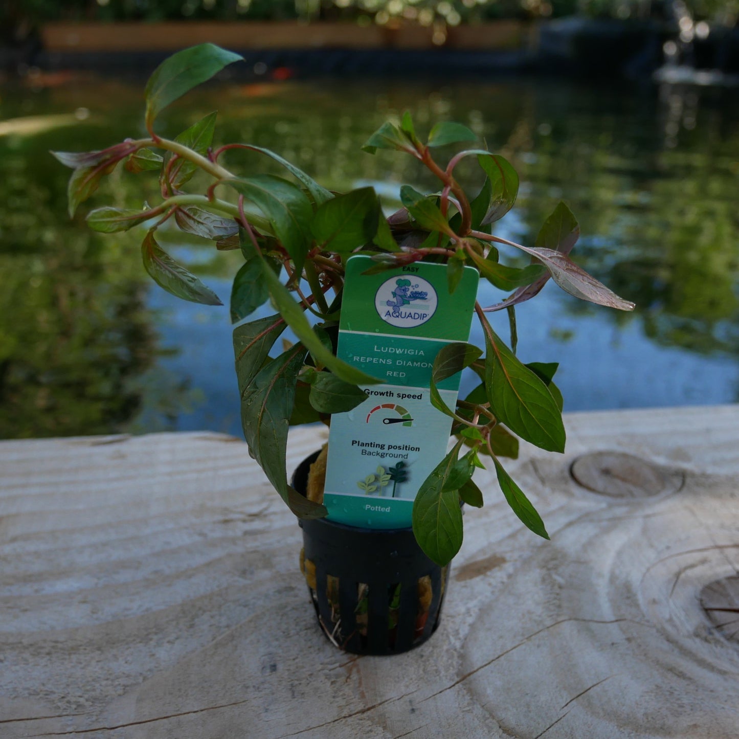 Ludwigia repens 'Diamond Red'