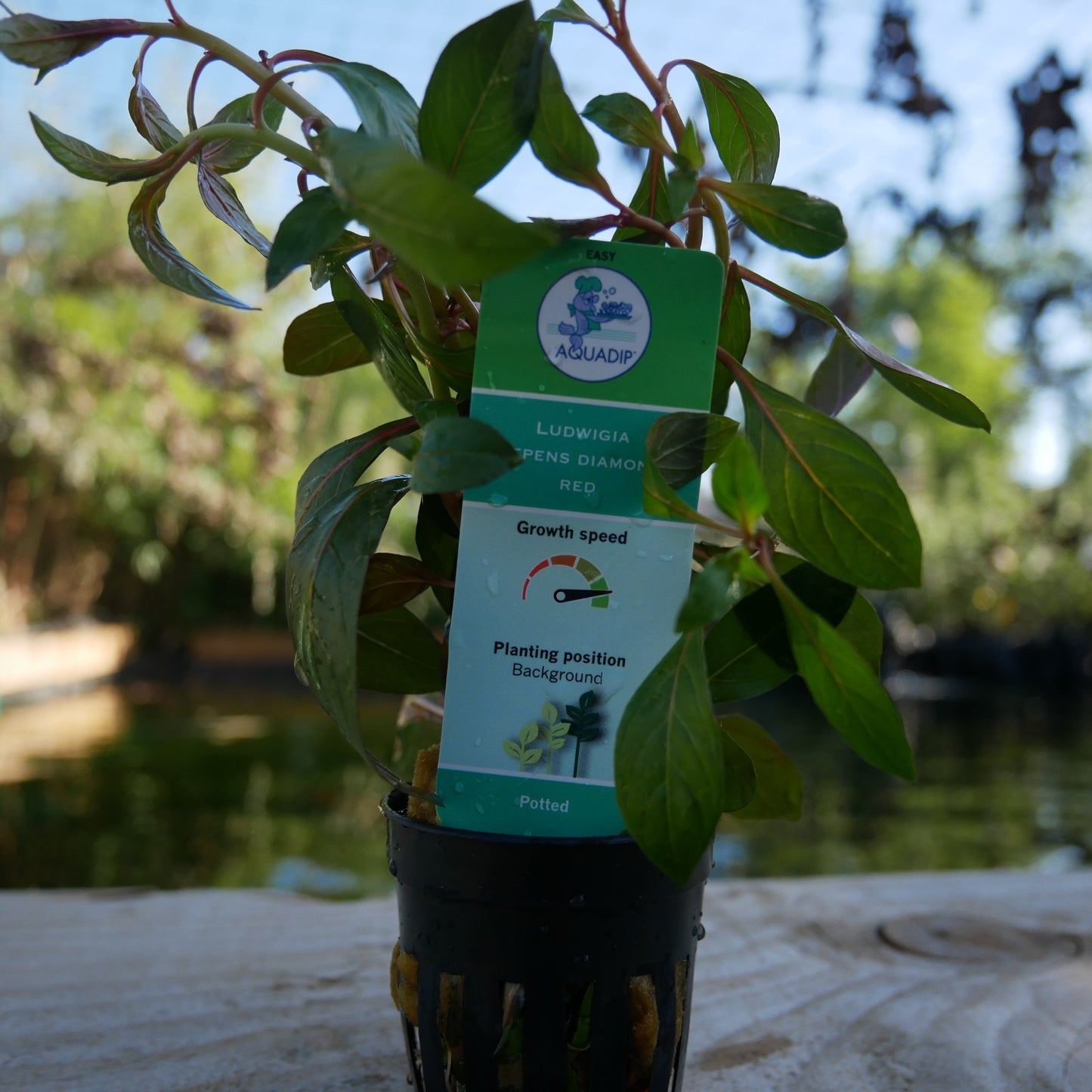 Ludwigia repens 'Diamond Red'