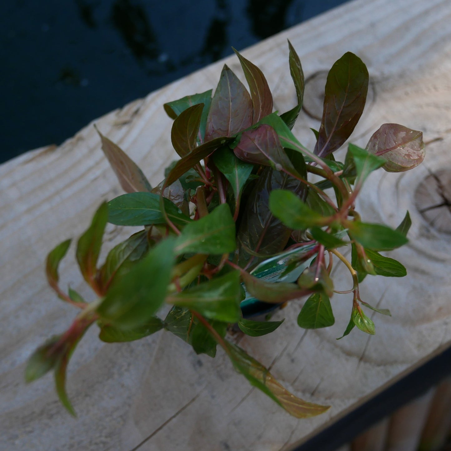 Ludwigia repens 'Diamond Red'