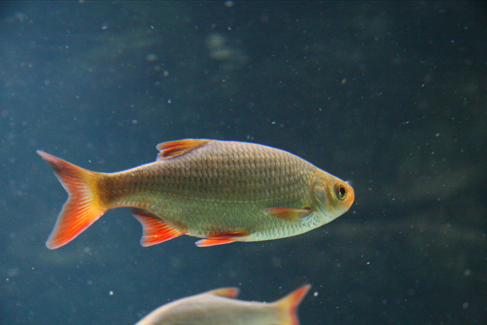 Gold and Silver Rudd – Pond Life Aquatics