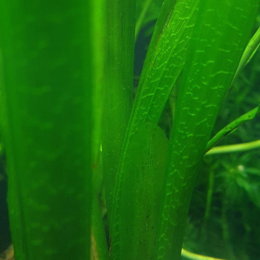 Vallisneria giganthea