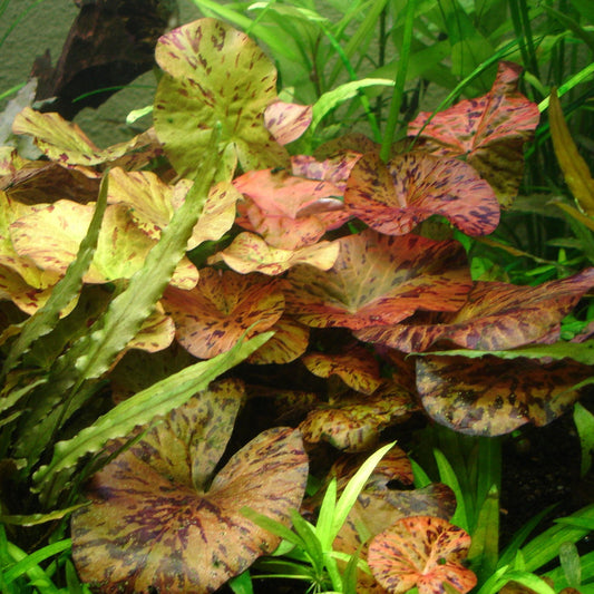 Red Tiger Lotus 5cm Pot