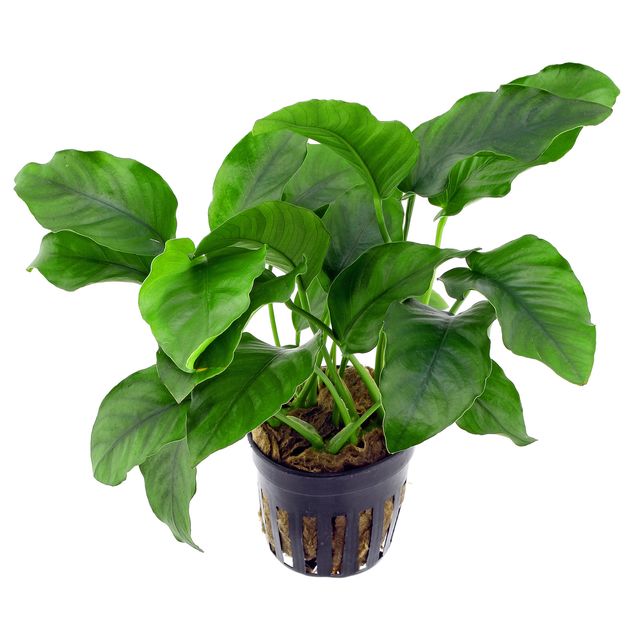 anubias-barteri-var-barteri