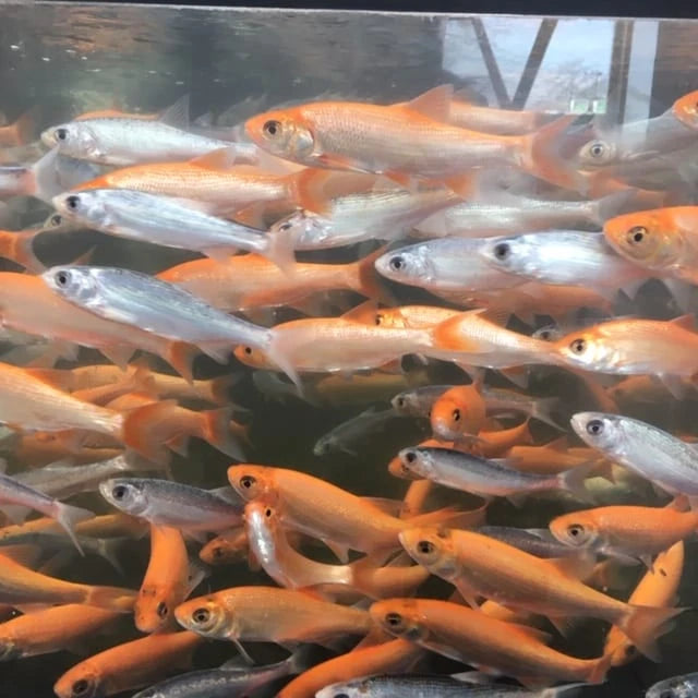Orfe Assorted Orfe – Pond Life Aquatics