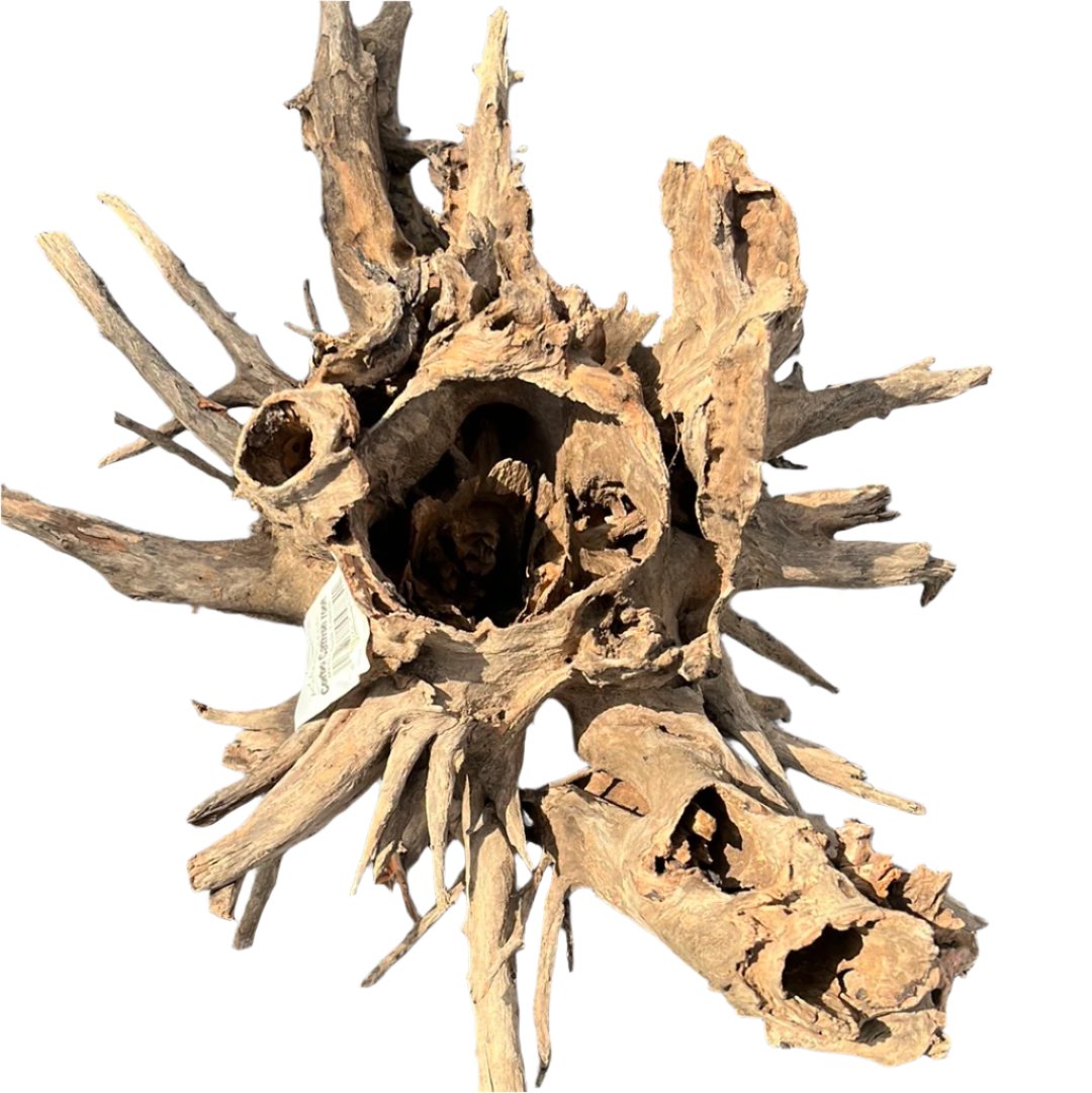 corbo catfish root