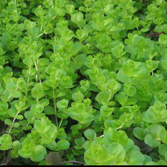 Lysimachia nummularia- Creeping Jenny