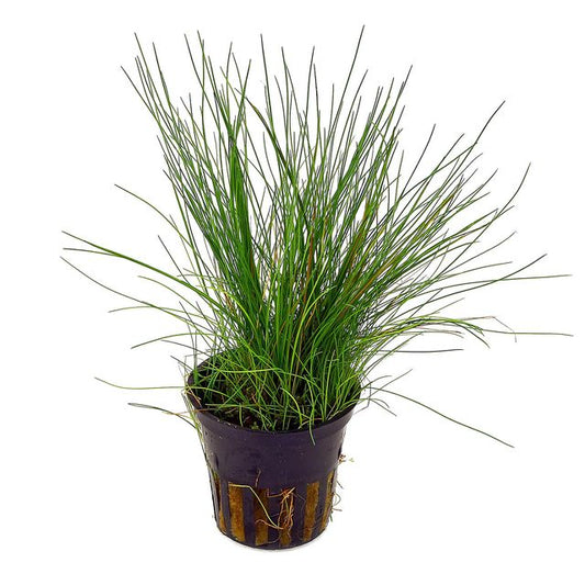 Eleocharis acicularis- Dwarf Hairgrass