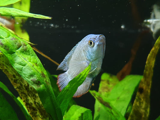 dwarf gourami