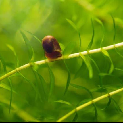 Elodea densa (Common Waterweed)