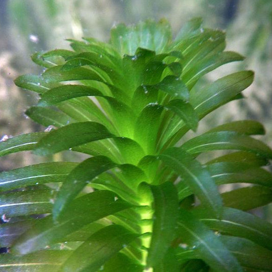 Elodea Densa Close Up, Pond Weed Close Up