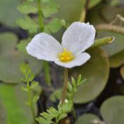 Hydrocharis morsus-ranae- Frog Bit