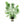 Load image into Gallery viewer, Ceratophyllum demersum - Hornwort
