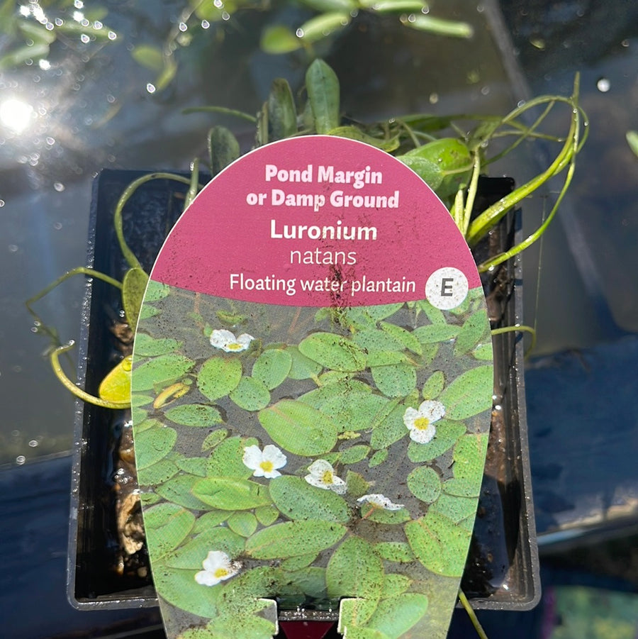 Luronium Natans- Floating water plantain