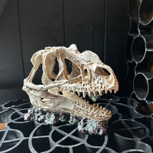 Dinosaur Skull 334