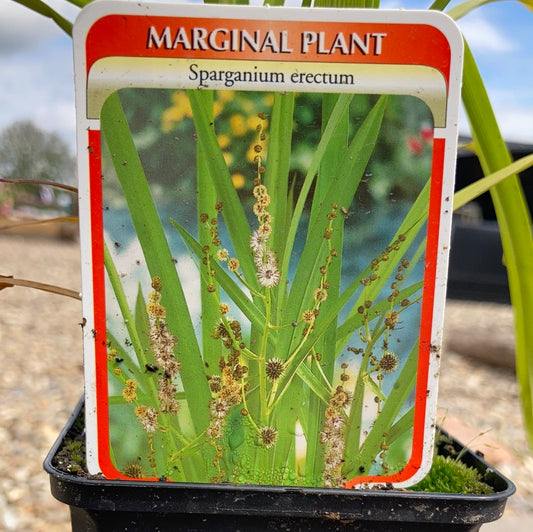 Sparganium Erectum