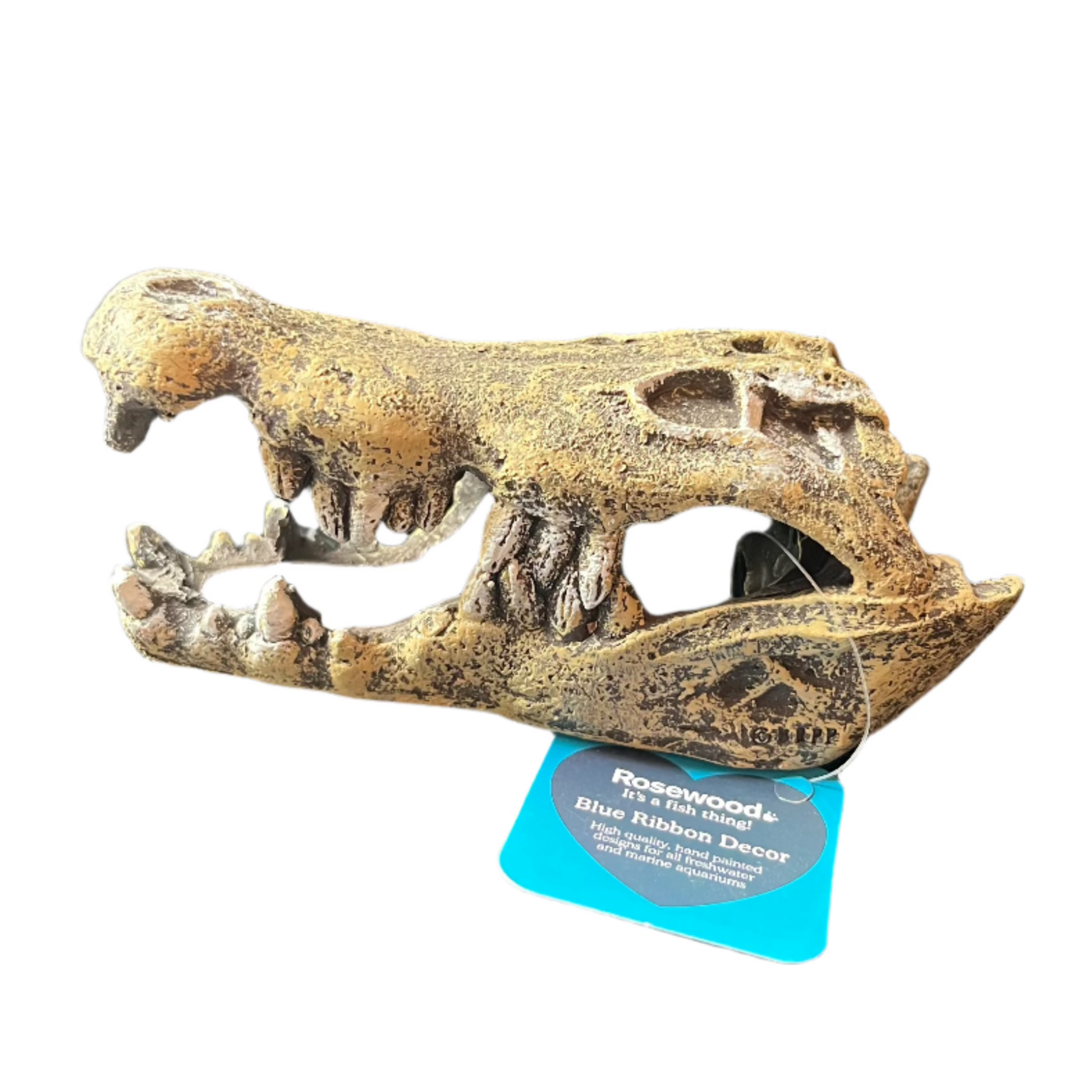 nile crocodile skull