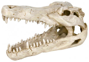 Trixie Crocodile Skull